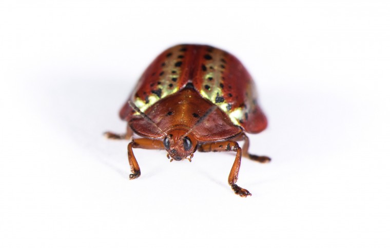Mysteries of a golden beetle