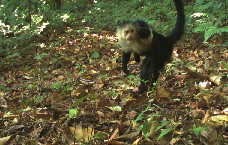 Smithsonian Tropical Research Institute