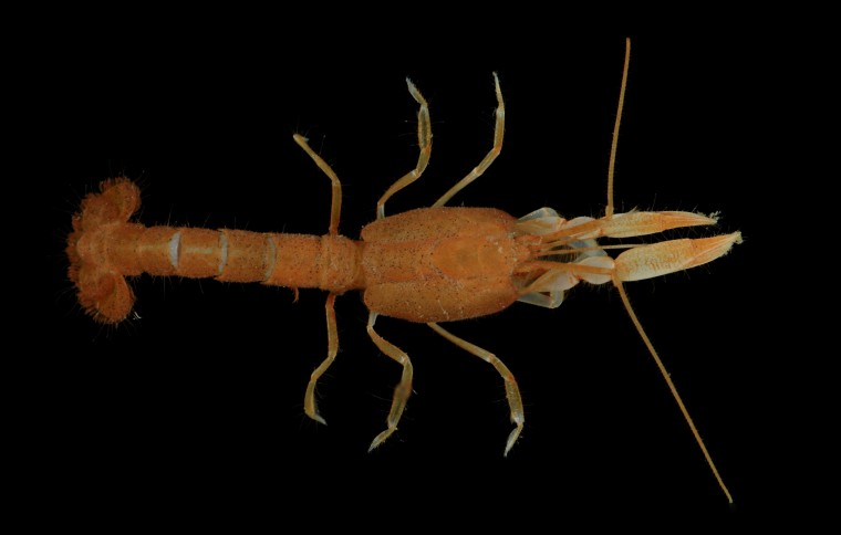 Smithsonian Tropical Research Institute