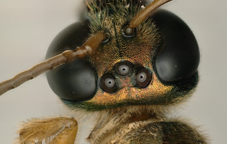 Male or female