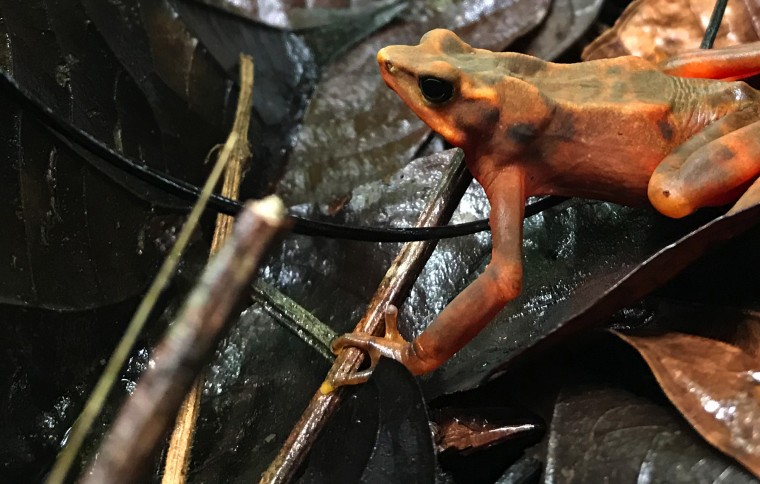 Lessons From Amphibian Die-off in Panama