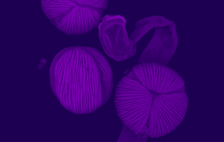 Smithsonian Tropical Research Institute