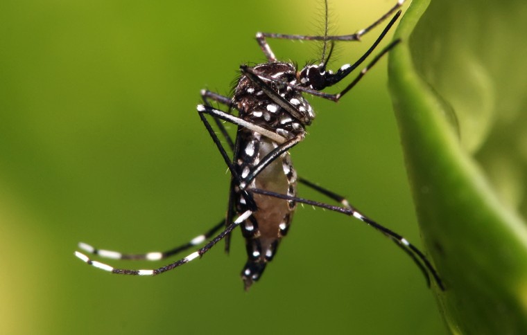 Tracking Aedes Mosquito Invasions in Panama