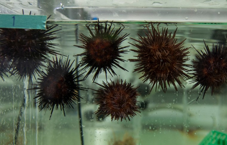 Smithsonian Tropical Research Institute STRINews
