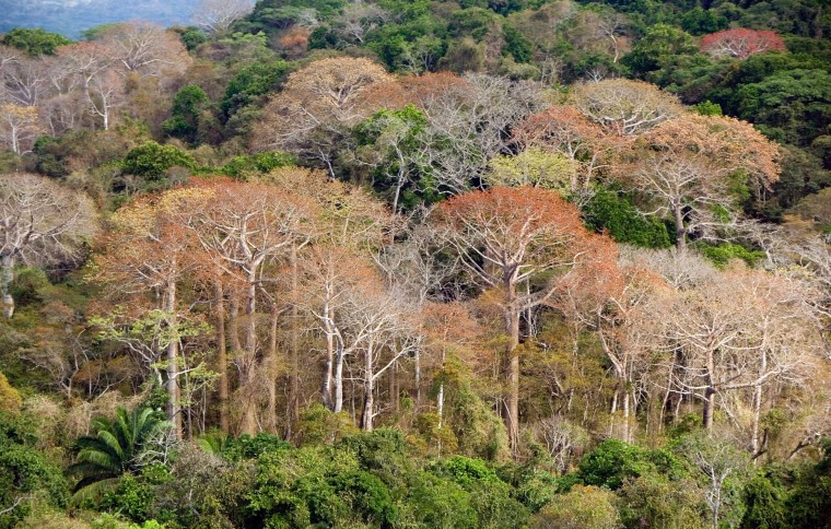 Individual tree species, not forest communities, respond to changes in phosphorus levels