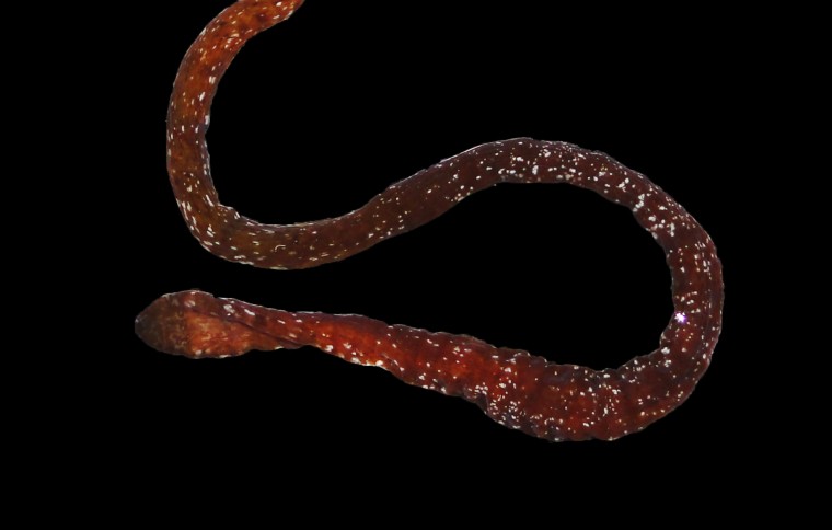 Smithsonian Tropical Research Institute