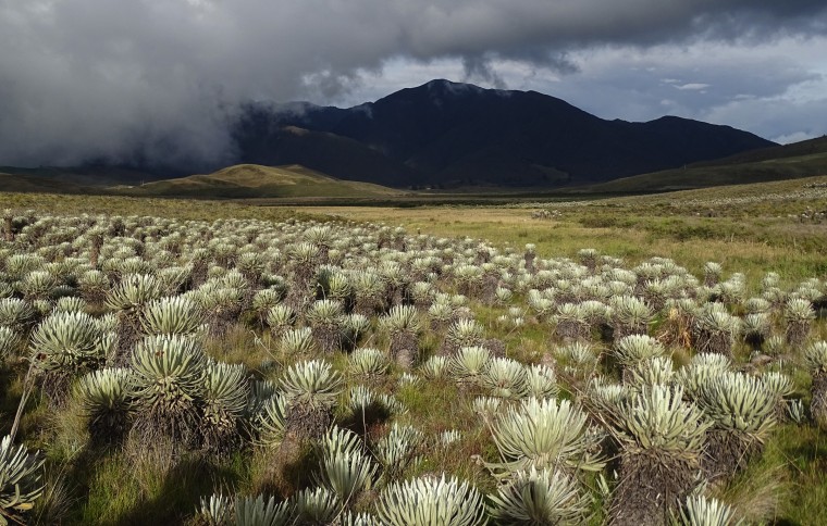 Colombian Andes