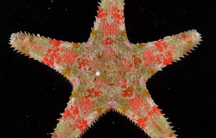 Smithsonian Tropical Research Institute