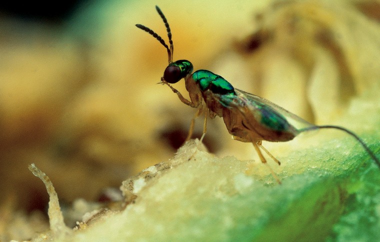 Why study symbiotic relationships in Panama