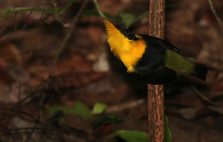 Trans birds