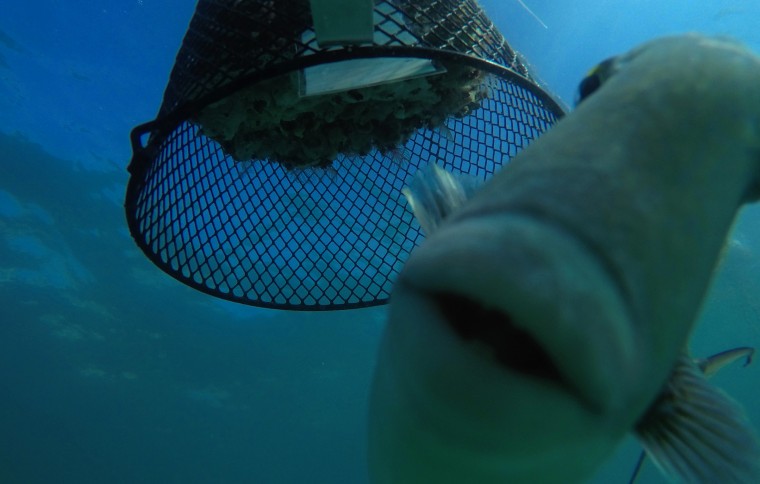 Smithsonian Tropical Research Institute