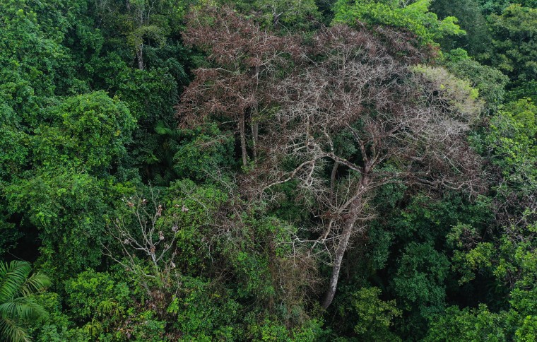 Smithsonian Tropical Research Institute