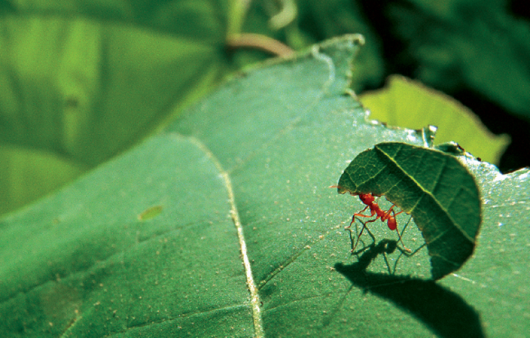 Connections In Nature Plants Animals Microbes And Environments Smithsonian